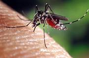 Dengue in Hawaii