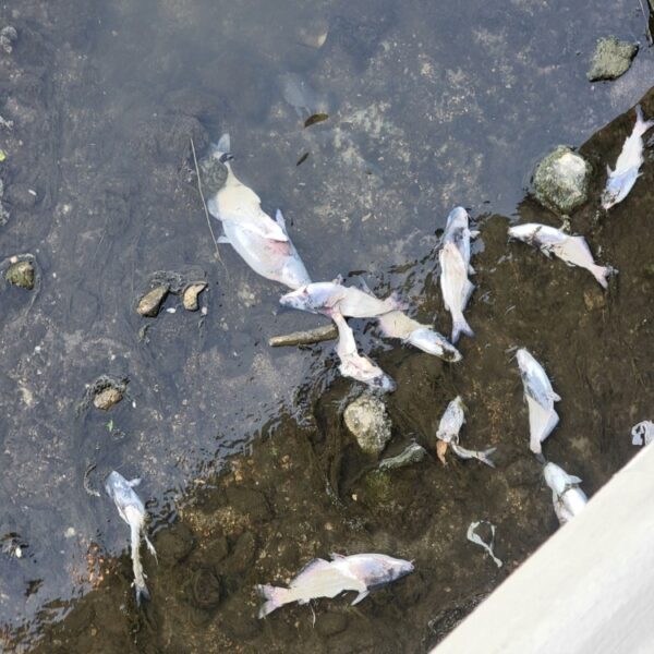 AFTER THE SHOW PODCAST: Fish Find.