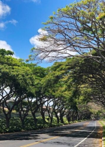 Maui County Urban Forest Management Plan