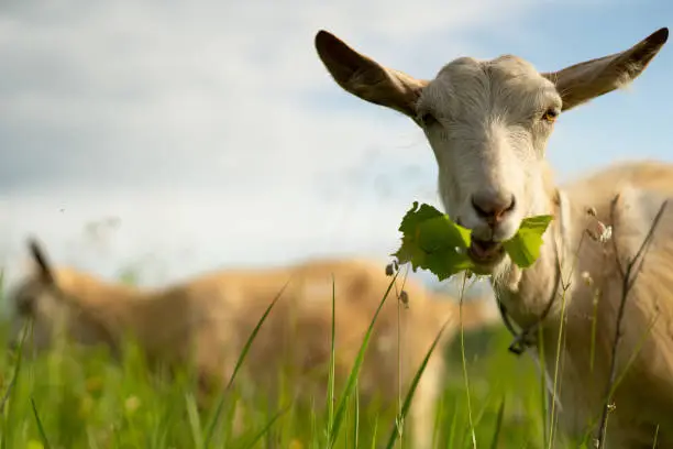 Hawaiian Electric Goats