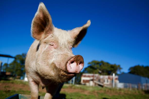 Light Sentence For Pig Killer