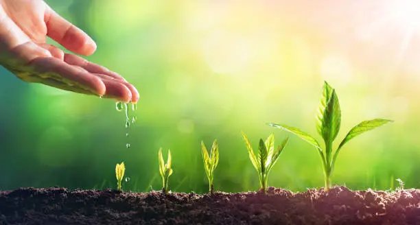 Growing plants for Lahaina