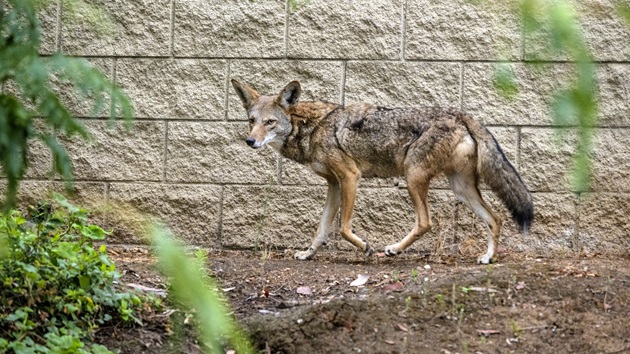 Coyote attacks, chases 9-year-old playing hide-and-seek in Oregon yard: Officials