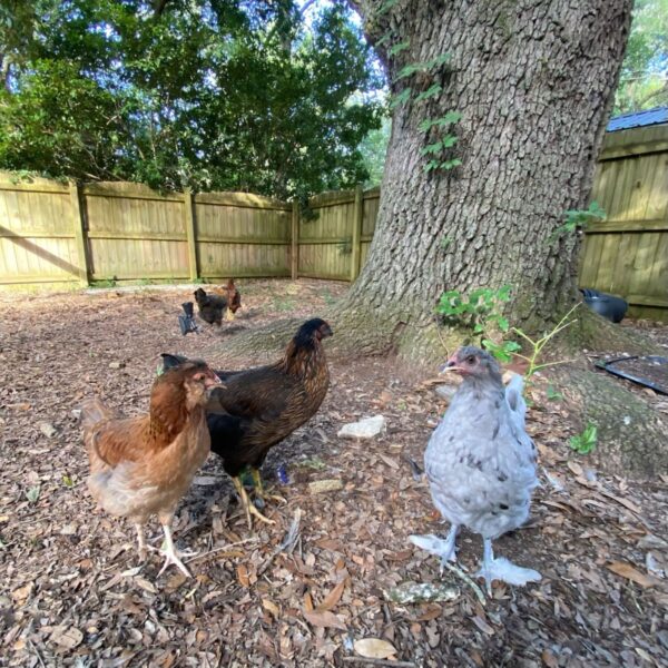 FLASHBACK: AFTER THE SHOW PODCAST: Chickens!