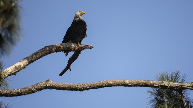 Man admits to shooting bald eagle, could face prison time