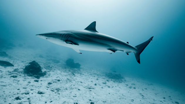 There are going to be more shark sightings in the coming months, scientists say