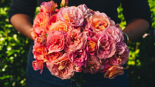 Shania Twain’s hybrid tea rose is ready for spring