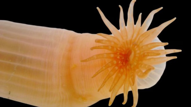 Marine scientists discover record number of new species