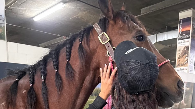 Teenage girl accused of stabbing 3 horses due in court
