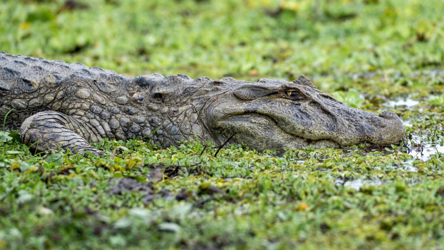 Man arrested after 3-year-old boy critically injured in crocodile enclosure: Police