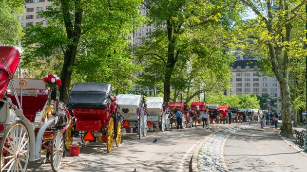 Central Park carriage horse’s cause of death revealed