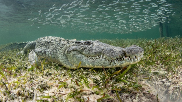 Man, 28, dragged out to sea and killed by crocodile at popular resort: Police
