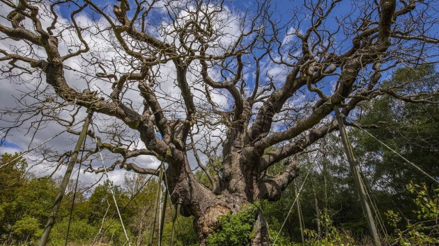 Thousand-year-old ancient oak tree tied to ‘Robin Hood’ legend has died, wildlife charity says