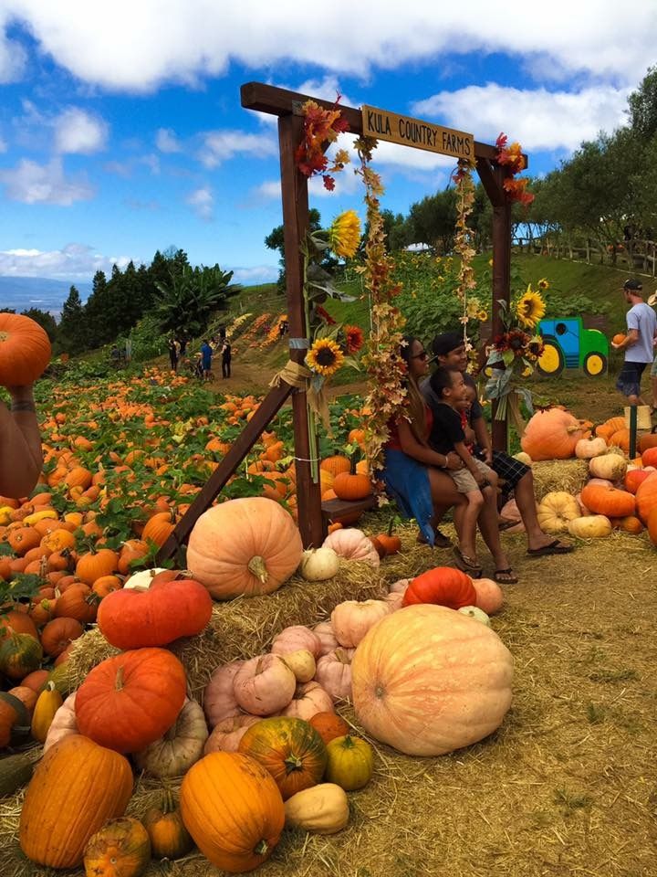 Free Pumpkin Patch visit
