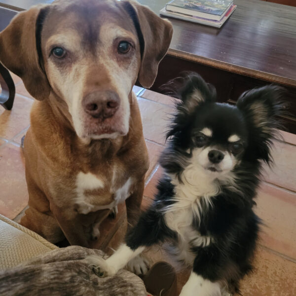 OF COURSE Dogs can be scared of Halloween decor! How to help those babies – WEEKEND 10/16